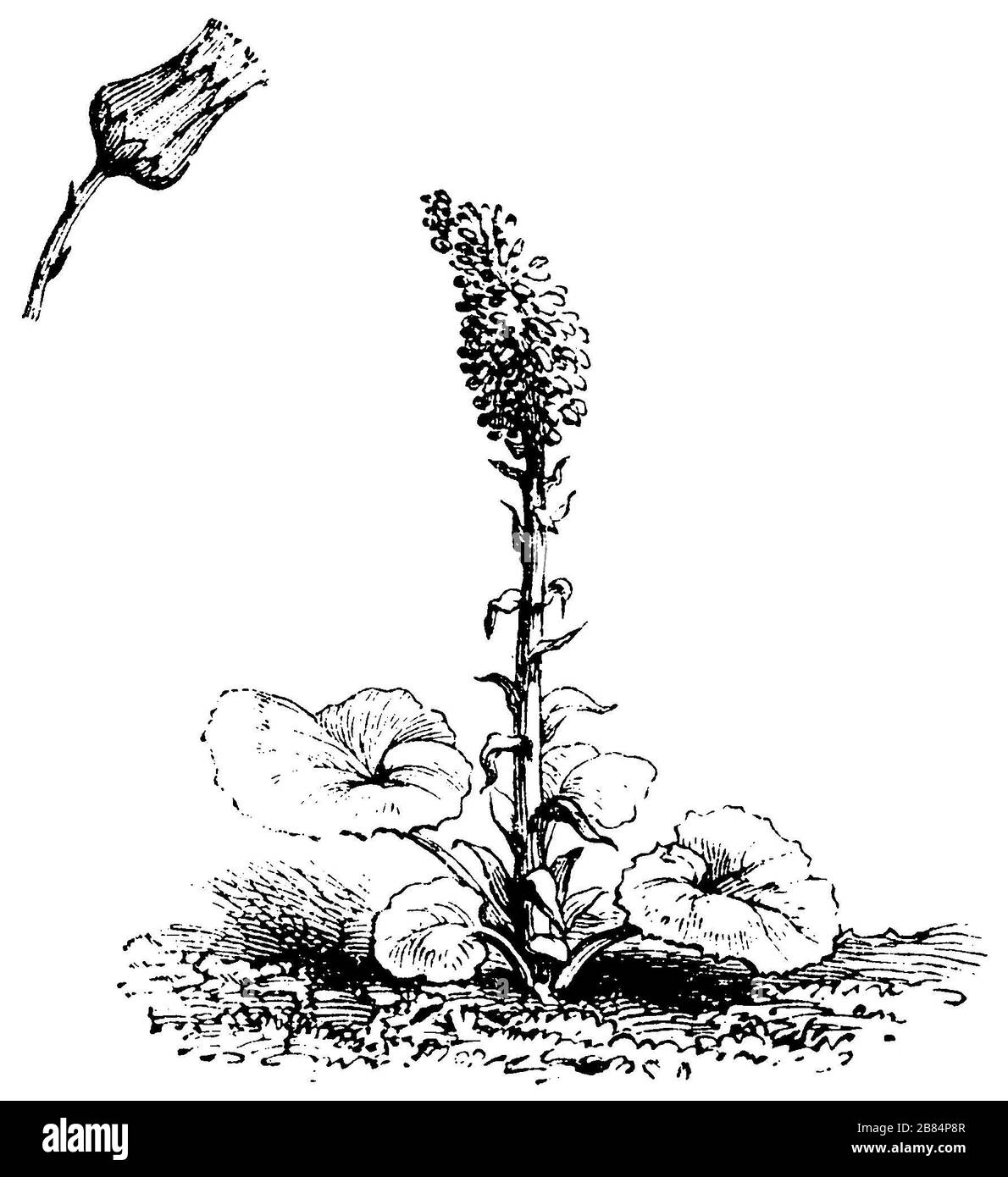 white butterbur, white butterbur,  (garden book, 1877) Stock Photo