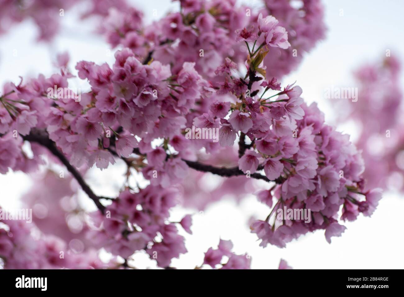 Beautiful Japanese spring cherry blossoms Stock Photo - Alamy