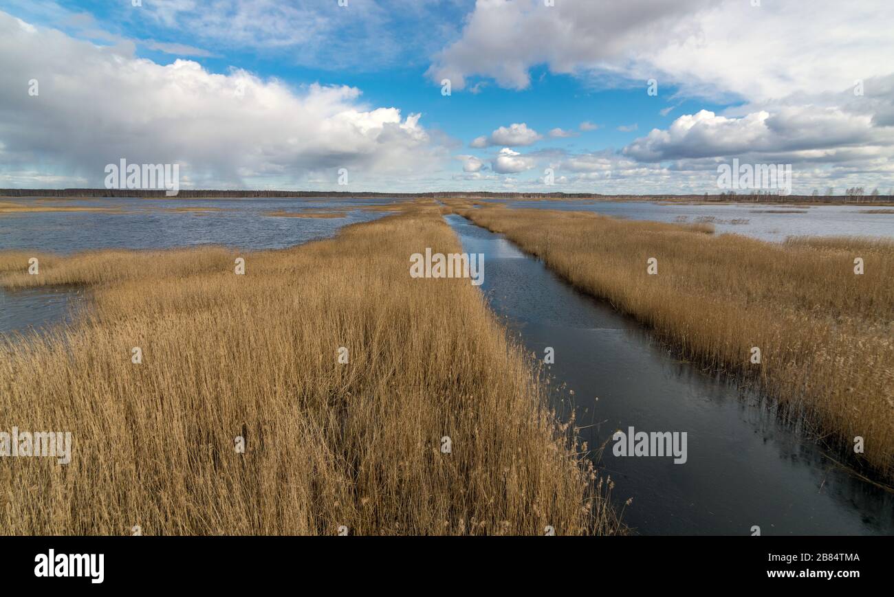 view from tower to bog lake, many reeds, sky glare in water, Sedas bog ...