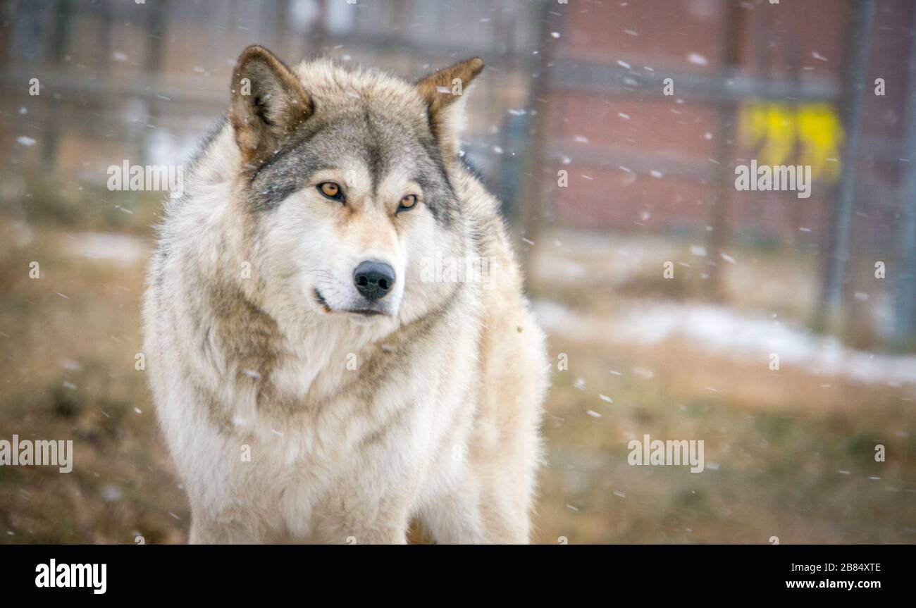 A standing wolfdog in the snow, blizzard Stock Photo