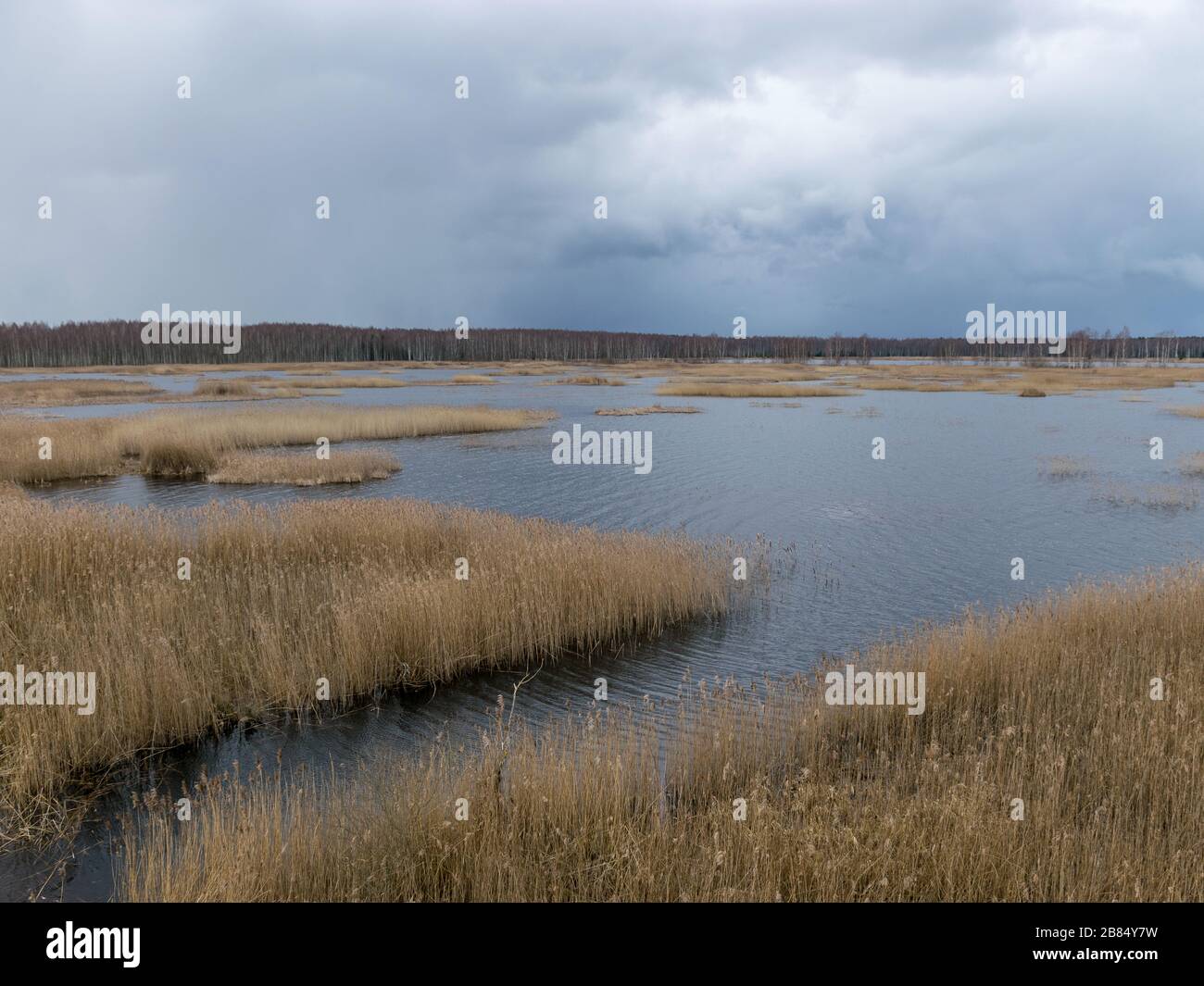 view from tower to bog lake, many reeds, sky glare in water, Sedas bog ...