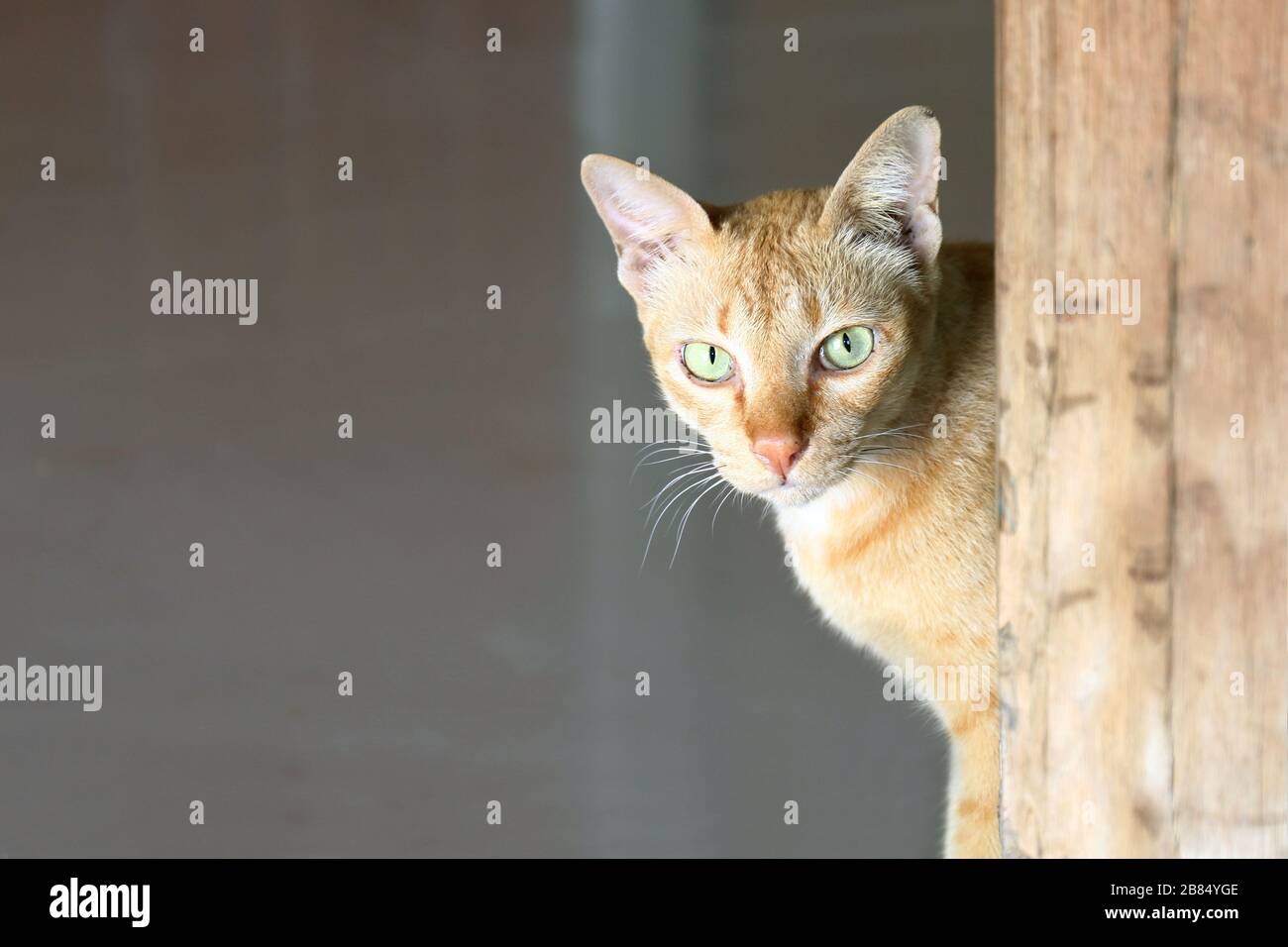 Cat, Cat Face Beautiful, Cute Cat Eyes Looking Stock Photo - Alamy