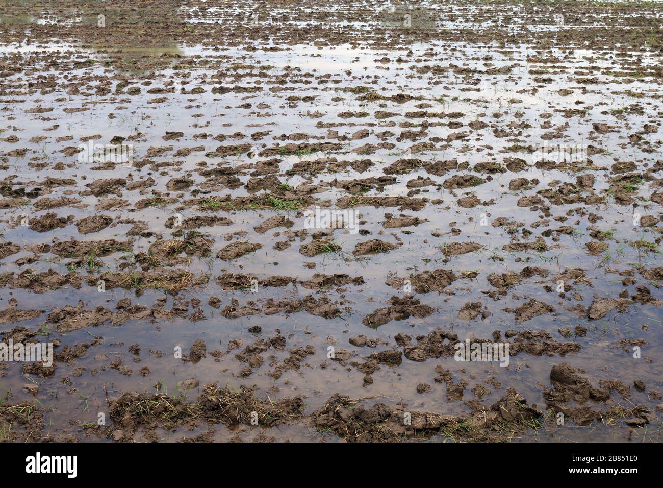 Wet Mud soil for rice cultivation, Wet ground Plots agriculture