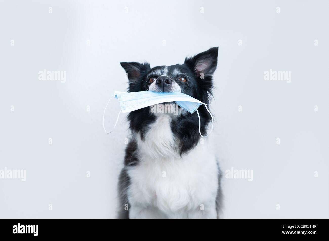 Dog holding in a mouth a surgical mask. Black and white border collie. Stock Photo