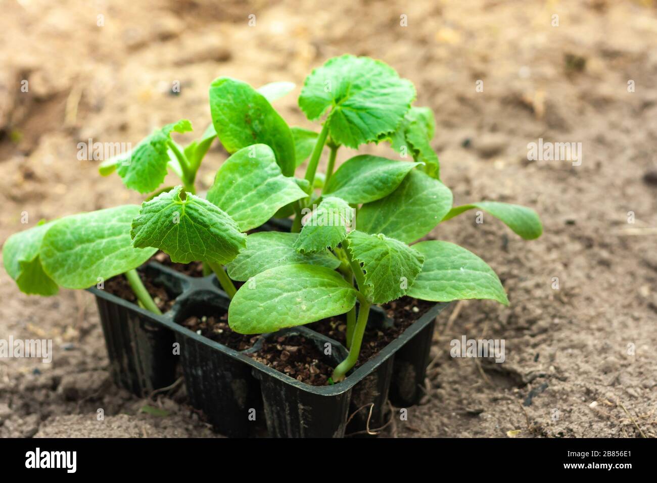 Seedlings Of Courgette In Peat Pots Black Plastic Cups On A Ploughed Land Baby Plants Seeding Planting In The Spring Horticulture And Coltivation Stock Photo Alamy