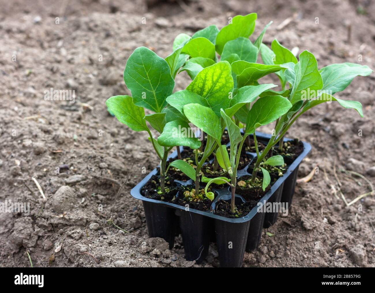 Seedlings of eggplant in peat pots, black plastic cups on a ploughed land.  Baby plants seeding. Planting in the spring. Horticulture and coltivation  Stock Photo - Alamy