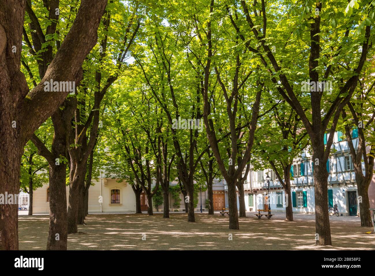 Lovely calming view of the state park Münsterplatz in the city of Basel amidst a group of beautiful trees next to the cathedral Basel Minster in... Stock Photo
