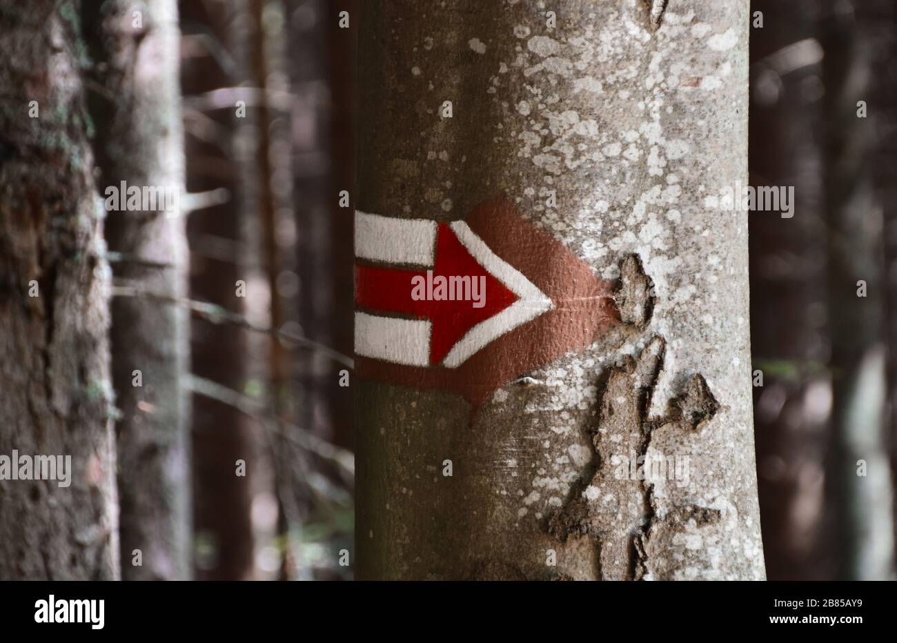 Red turistic route sign on a tree Stock Photo - Alamy