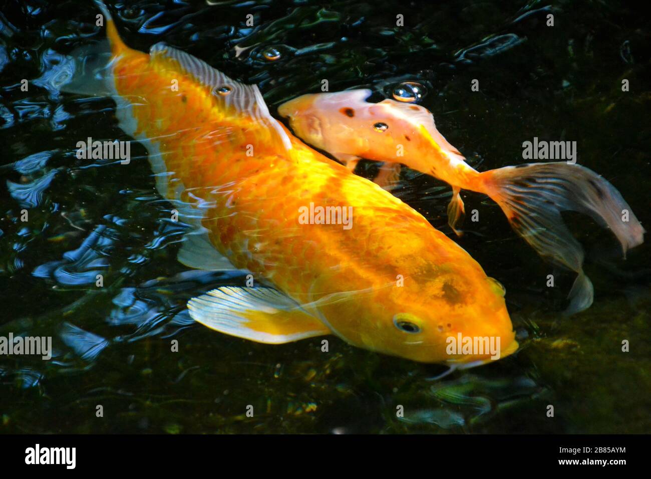 Two Koi carps in a pond Stock Photo
