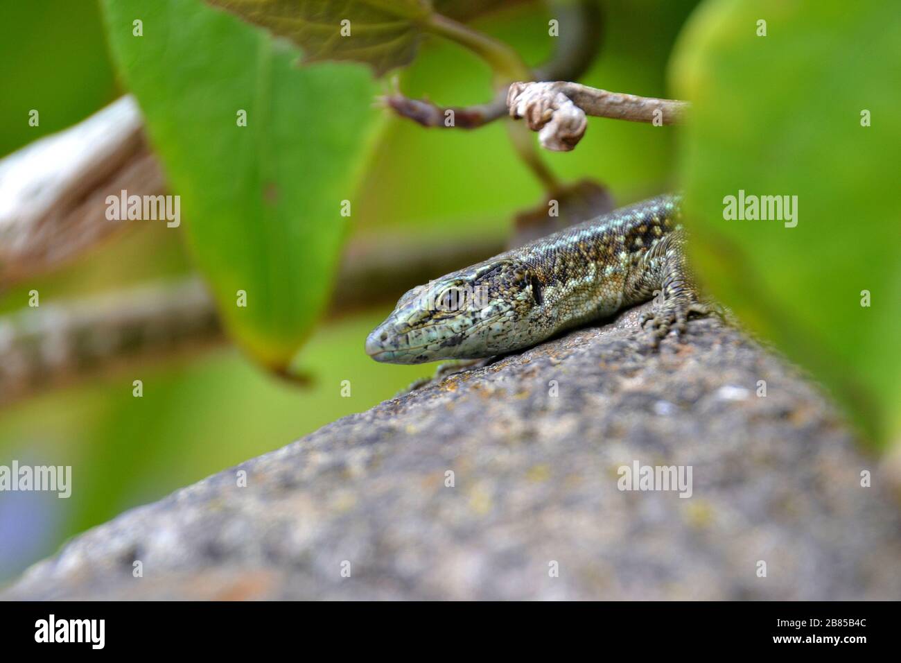 Cute wild lizard on Madeira Island Stock Photo