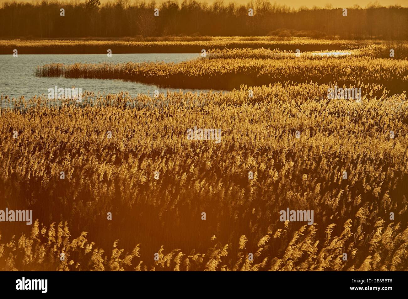 the sun setting over the ponds overgrown with reeds Stock Photo