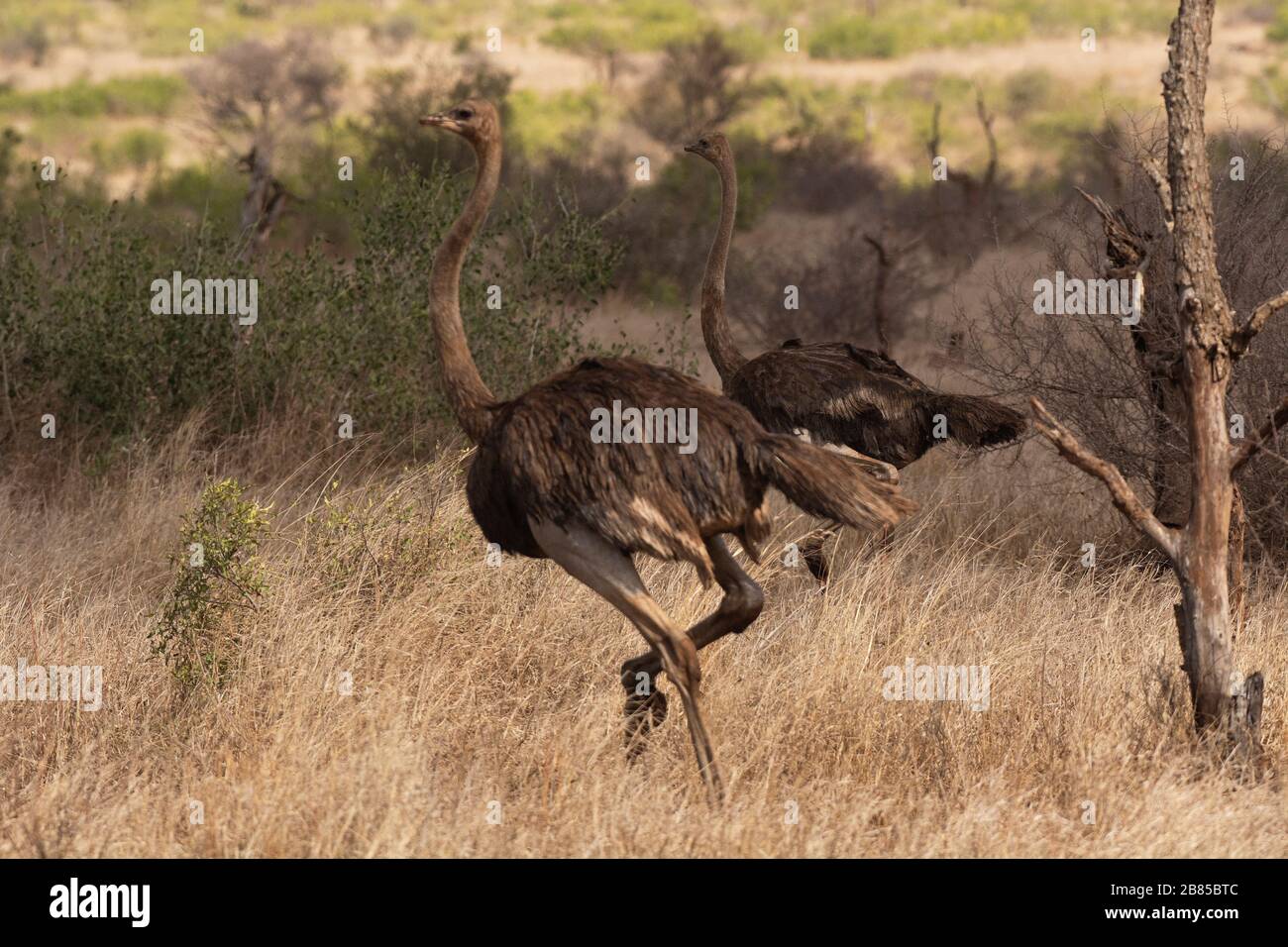 Ostrich, Struthio camelus at Kruger National Park, South Africa Stock Photo