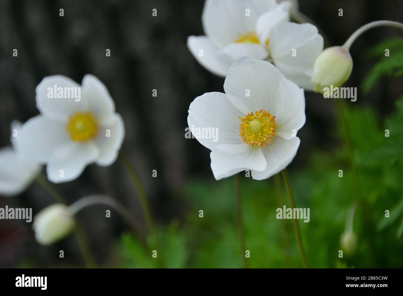 Spring white yellow windflower on a green background Stock Photo