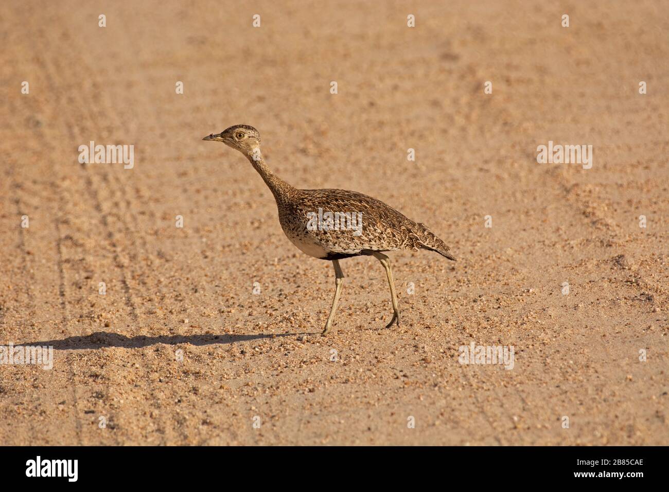 Red creasted Kohran Or Red crested Bustard, Lophotis ruficrista, Kruger National Park, South Africa Stock Photo