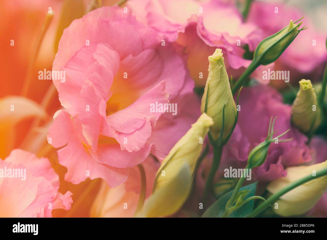 Pink beautiful eustoma flowers. Lisianthus, tulip gentian, eustomas. Background.  Vintage style. Stock Photo