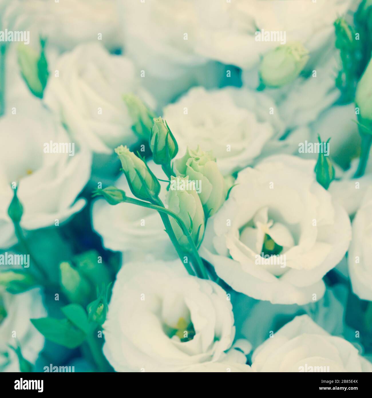 White beautiful Eustoma flowers. Lisianthus, tulip gentian, eustomas. Background.  Cross process style. Stock Photo