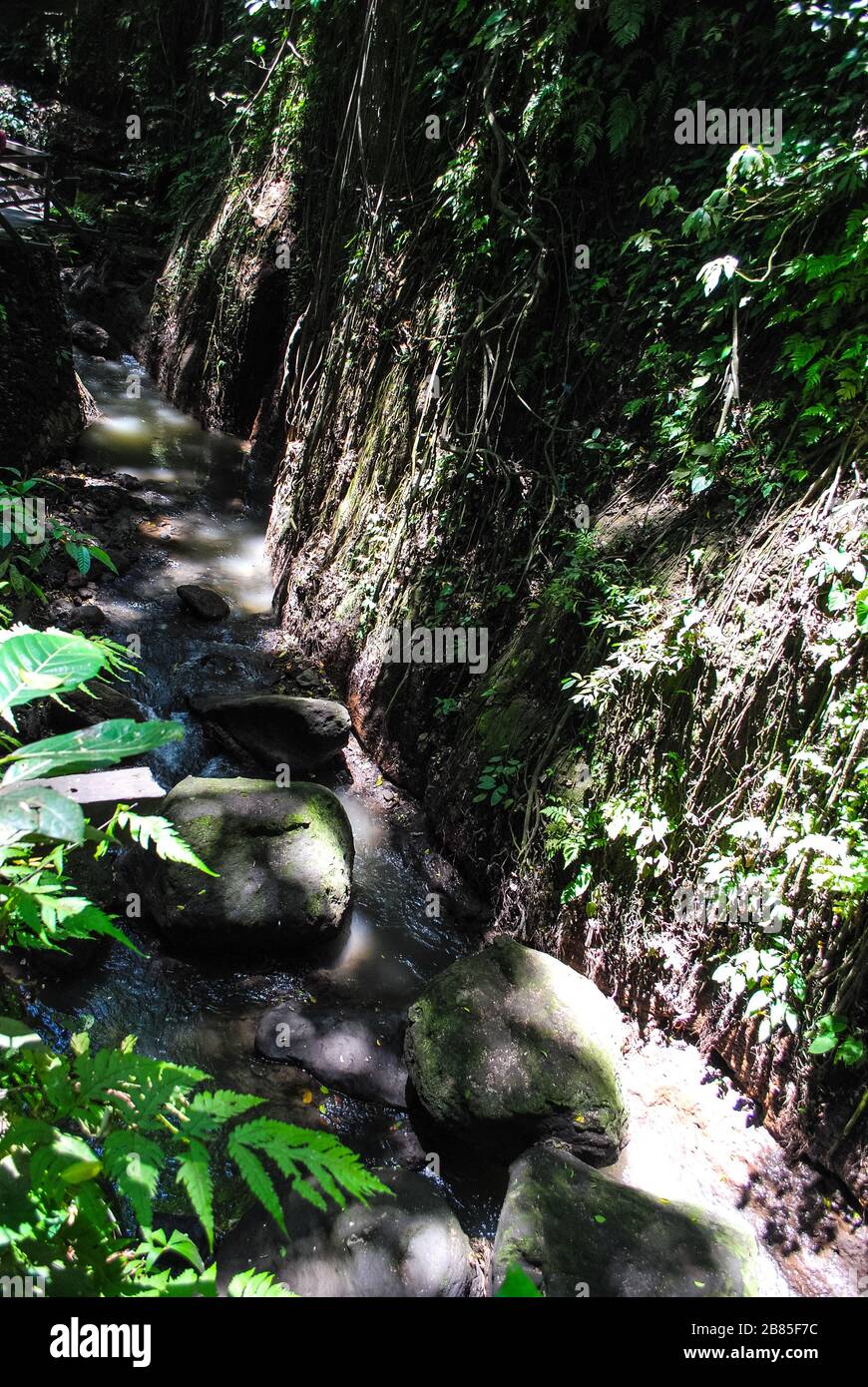 A forest trail in the Ubud Monkey Forest Stock Photo