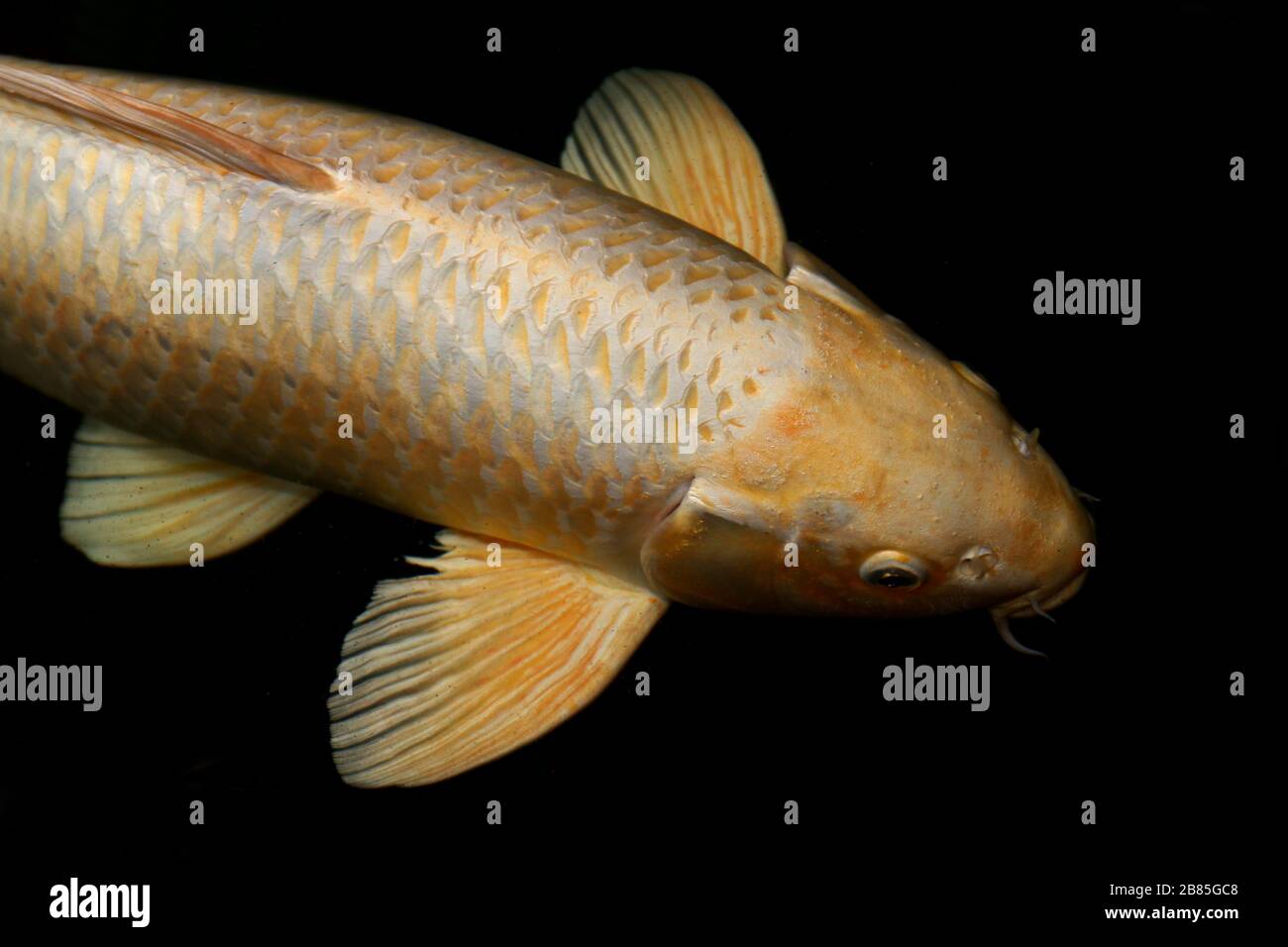 Asian crucian carp hires stock photography and images Alamy