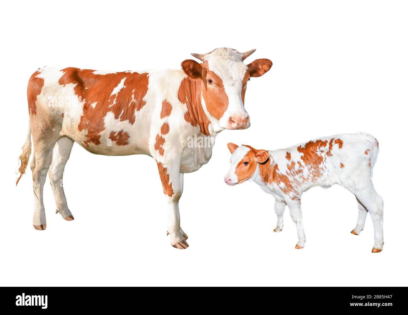 Two beautiful red and white spotted cows isolated on white background.  Funny young cow and calf full length isolated on white. Farm animals Stock  Photo - Alamy