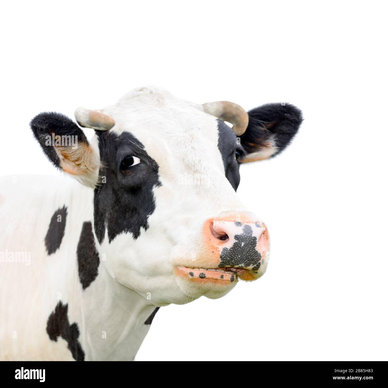 Calf Mooing