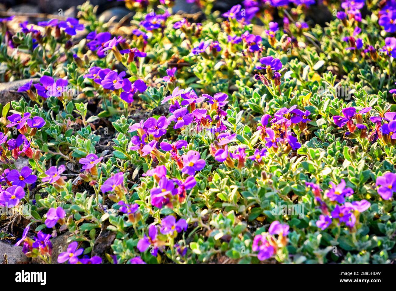Purple flowers of the ground cover with small green leaves. Stock Photo
