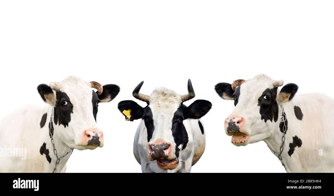Three funny cow isolated on a white background. Portrait of three cute