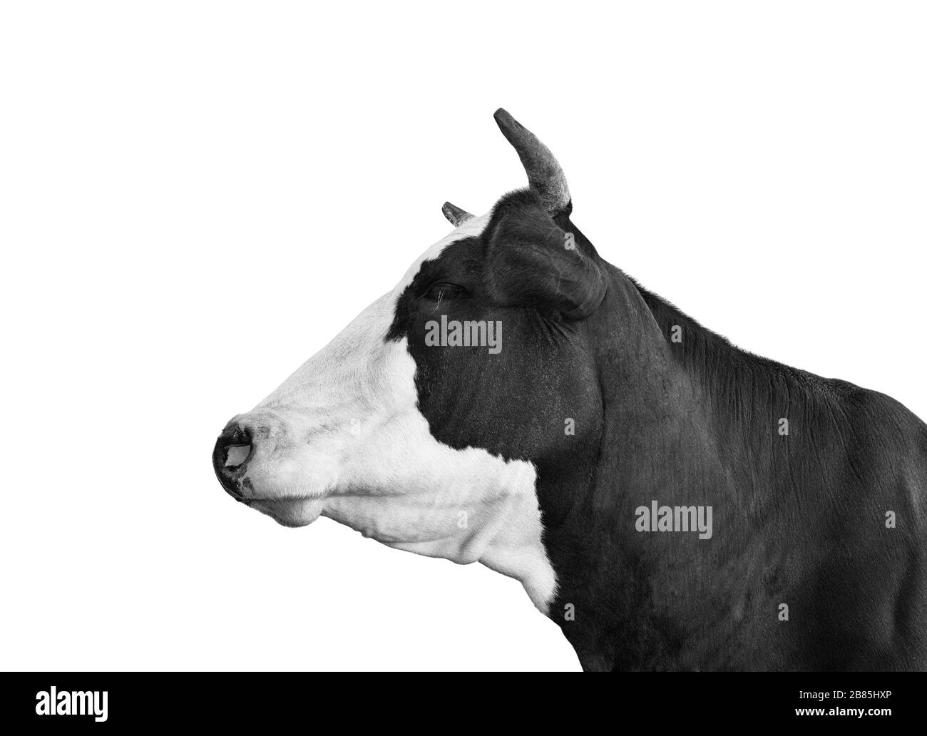 Cow portrait close up. Funny black and white cow isolated on white