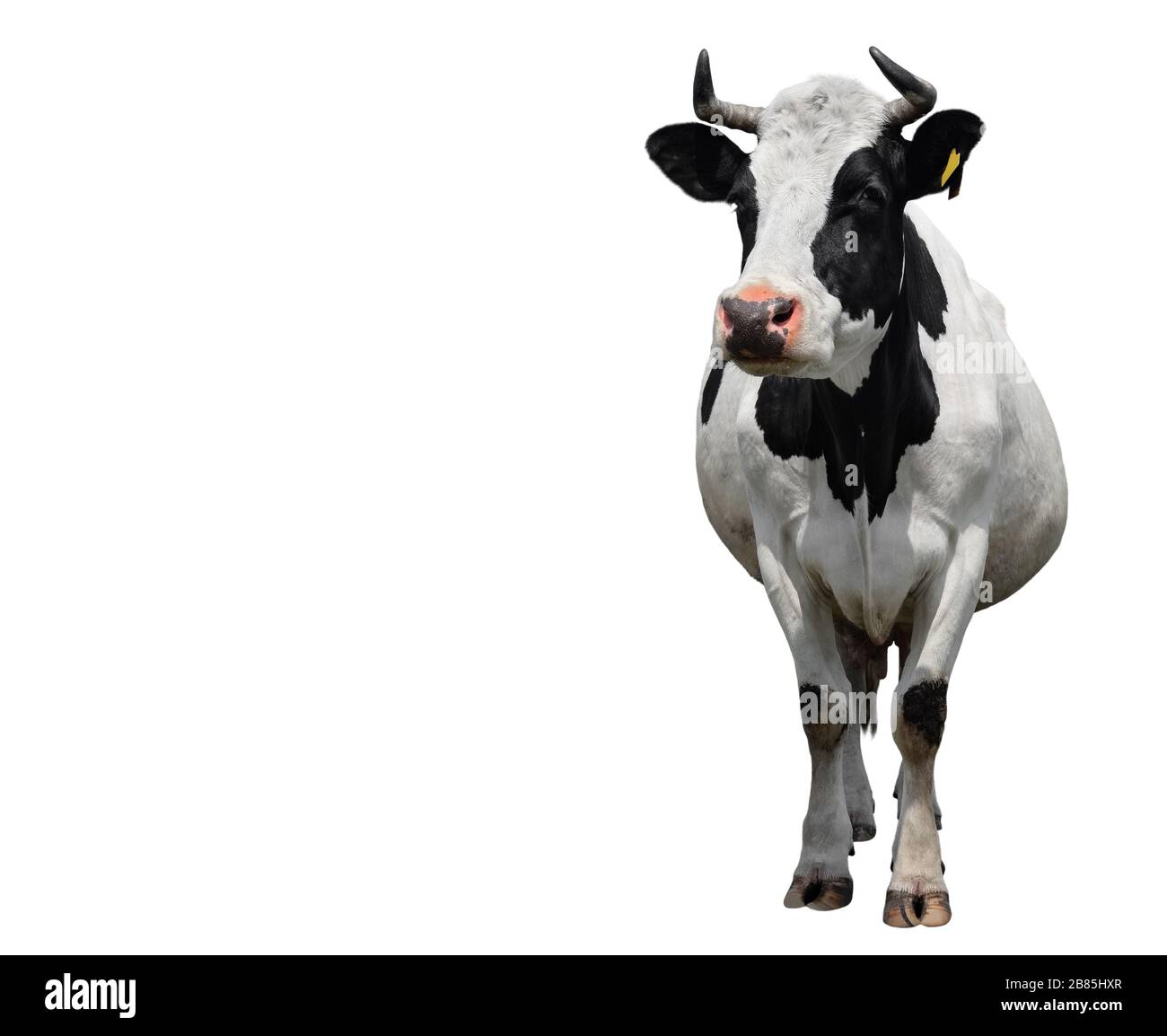 Spotted black and white cow full length isolated on white. Cow close up ...