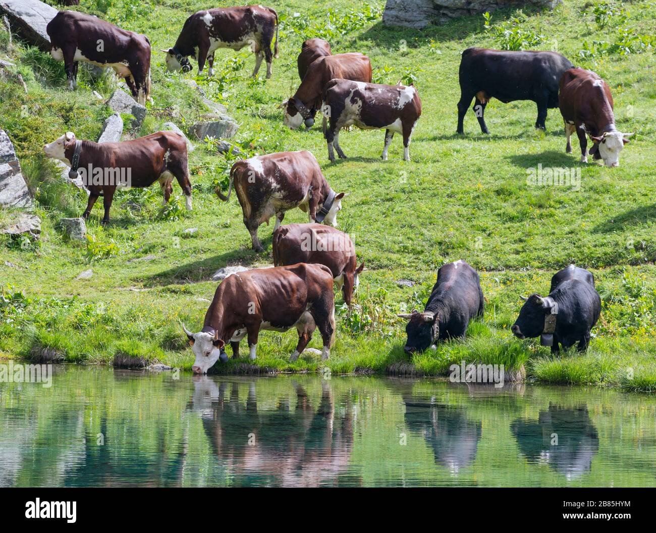 Cattle drinking from the Blue Lake (Lago Blu) near Valtournenche, Aosta Province, Italy. Stock Photo