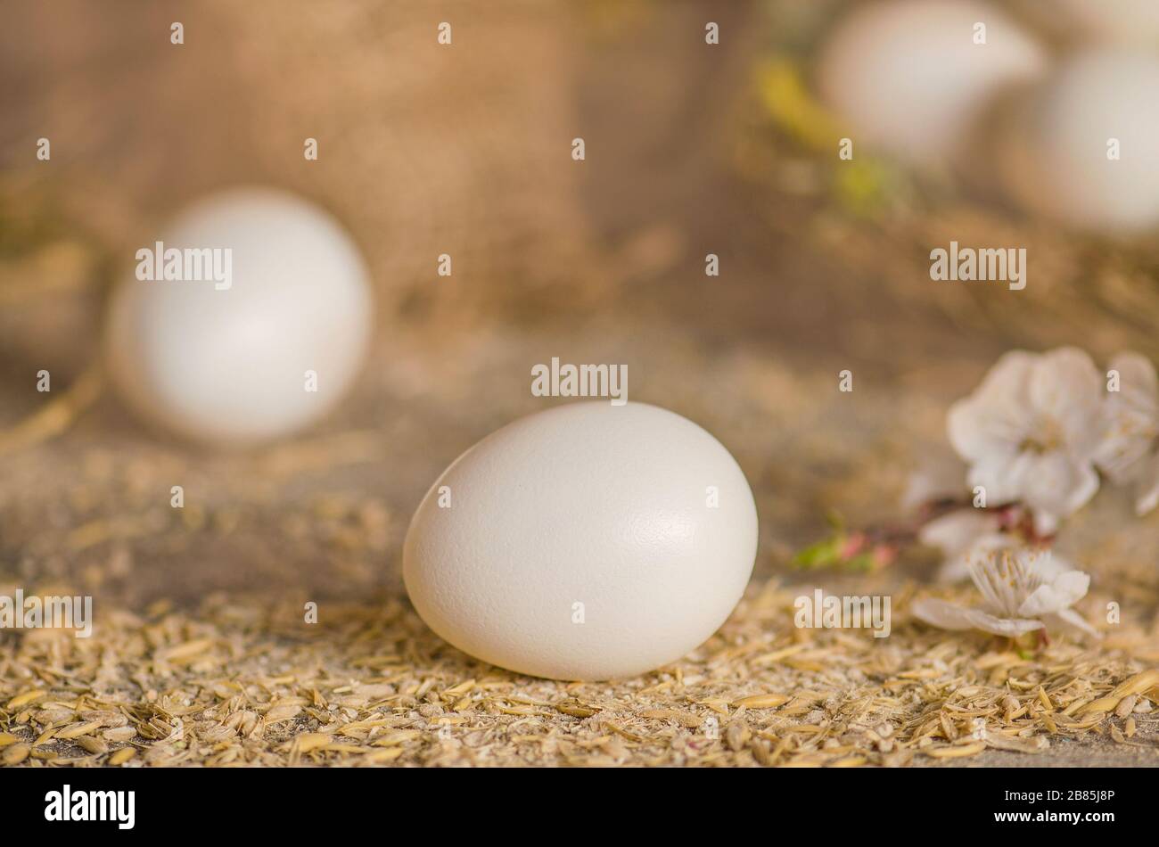 Chicken eggs in the straw nest beside three chicken eggs over a wooden ...