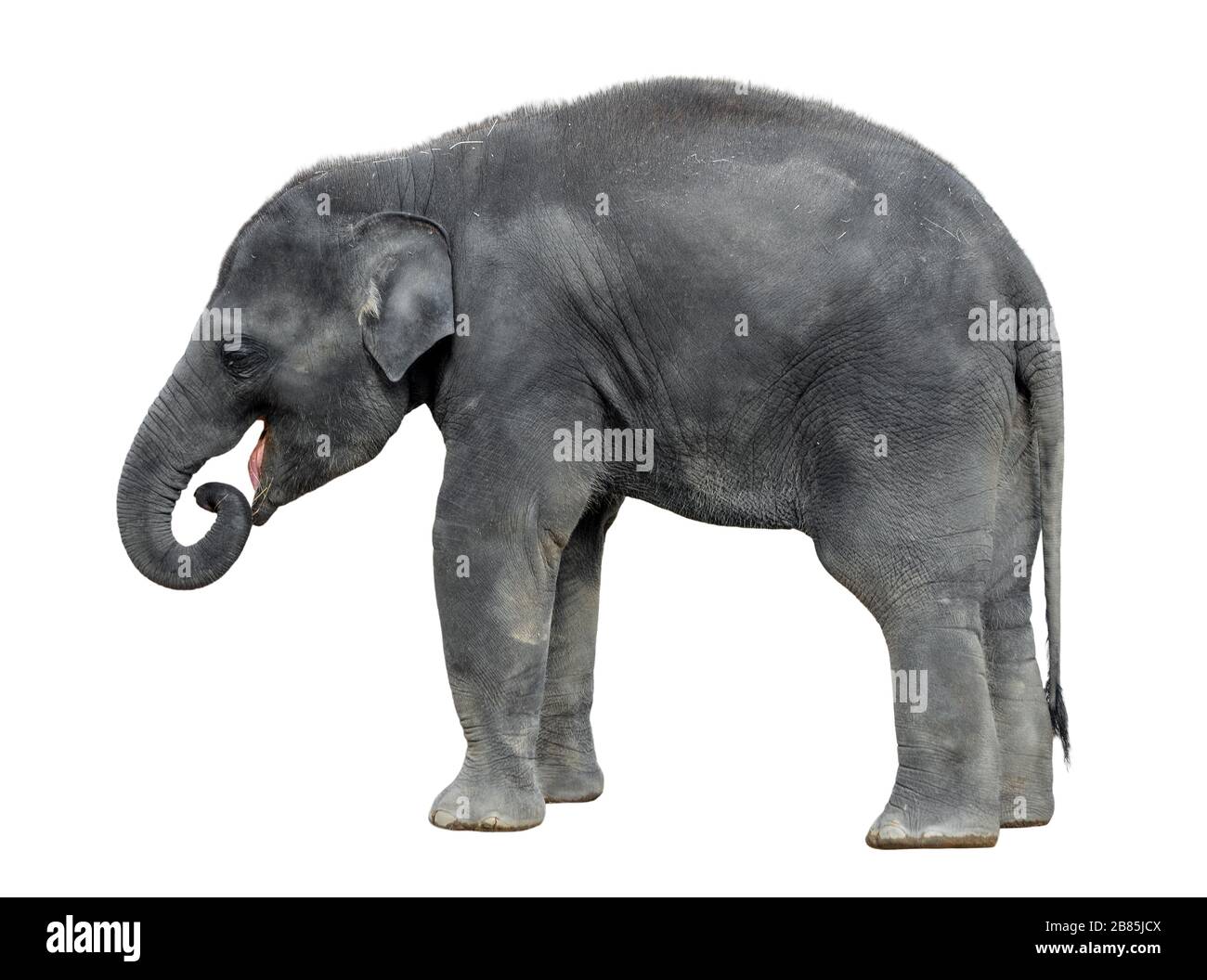 Walking baby elephant isolated on white background. Standing elephant