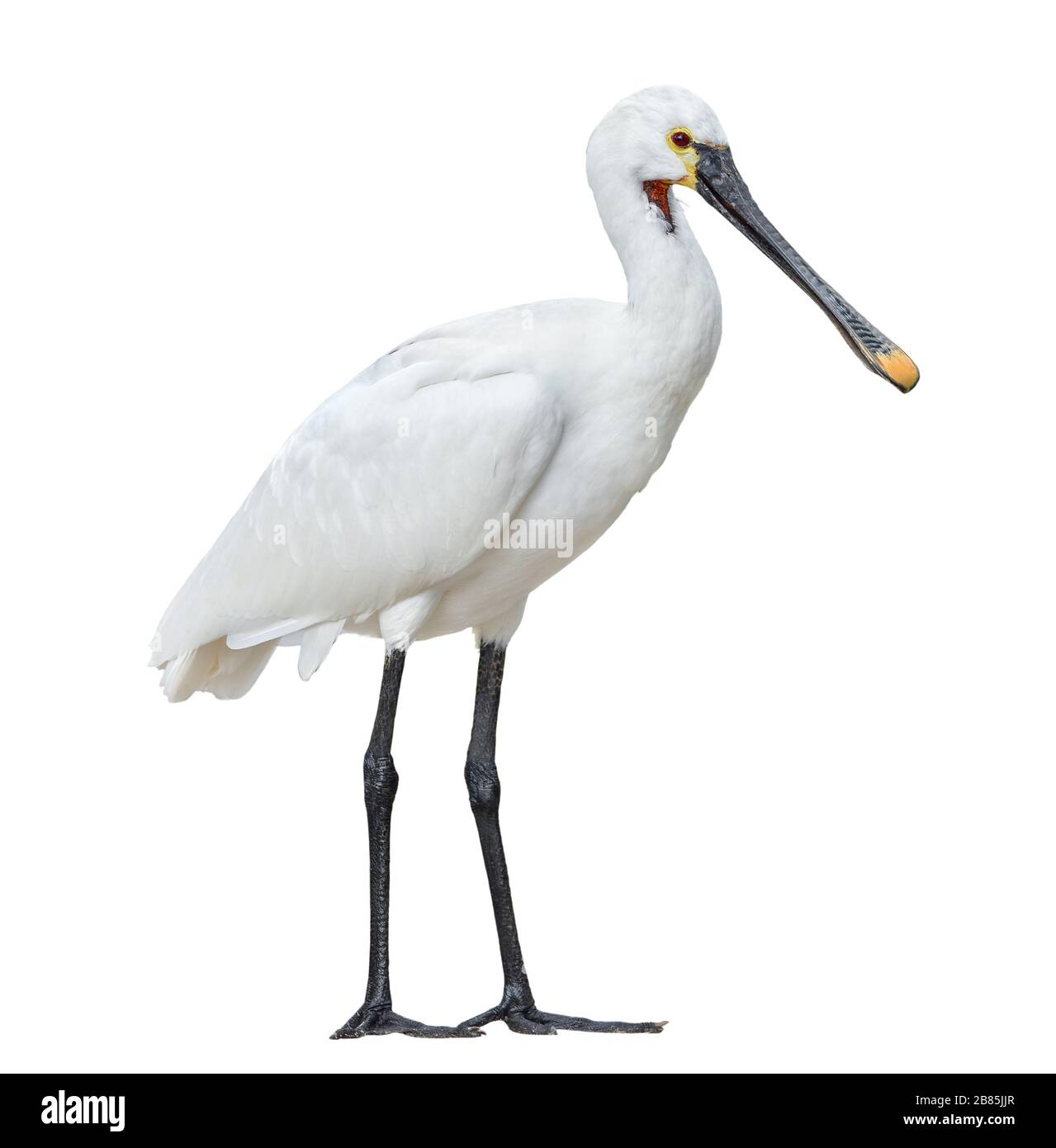 Eurasian spoonbill isolated on white background full length. The Eurasian spoonbill or common spoonbill is a wading bird of the ibis and spoonbill fam Stock Photo