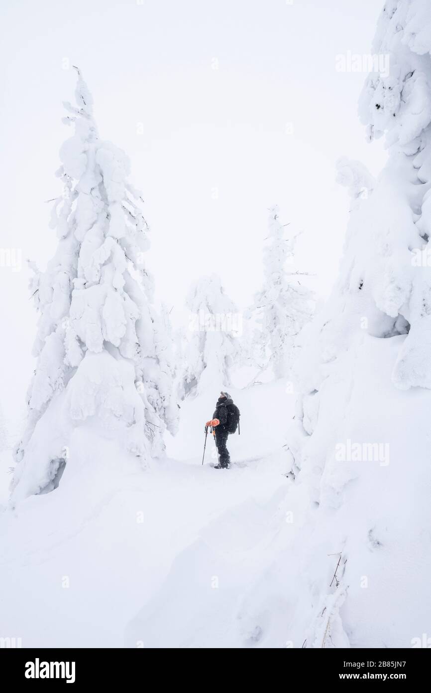 Snowshoeing among snow monsters on Mt Zao Japan Stock Photo Alamy