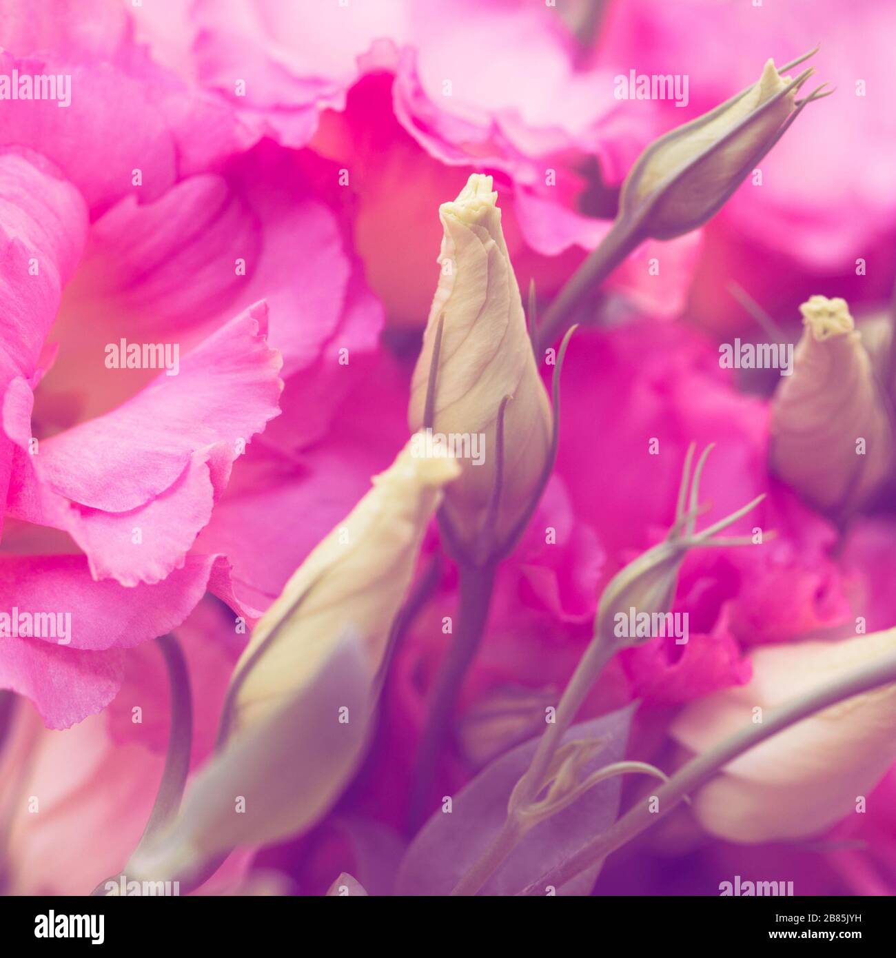 Beautiful Eustoma flowers (Lisianthus, tulip gentian, eustomas) background. Cross process style. Stock Photo