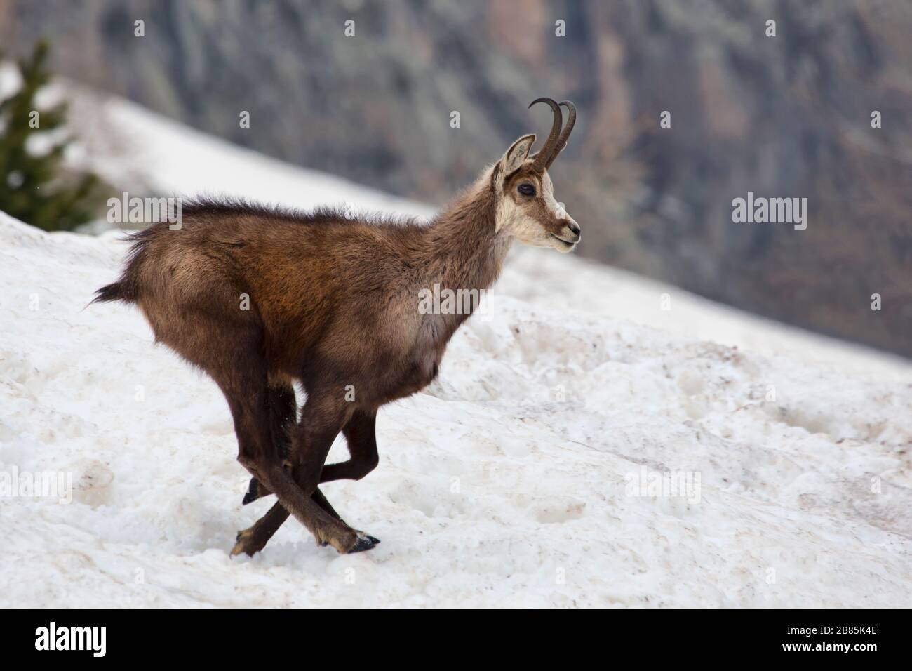 Alpine Chamois Stock Photo