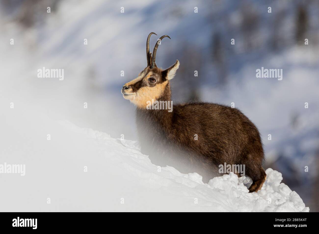 Alpine Chamois Stock Photo