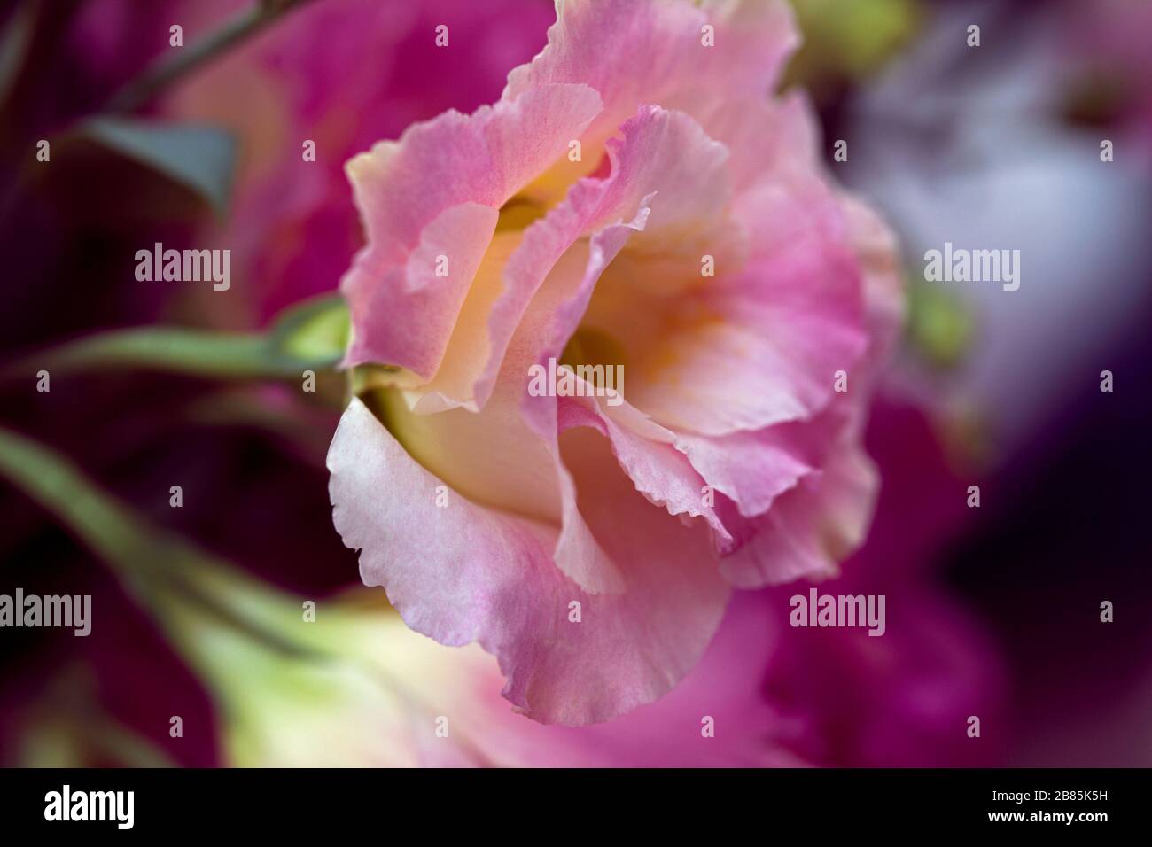 Beautiful Eustoma flowers (Lisianthus, tulip gentian, eustomas) background. Cross process style. Stock Photo