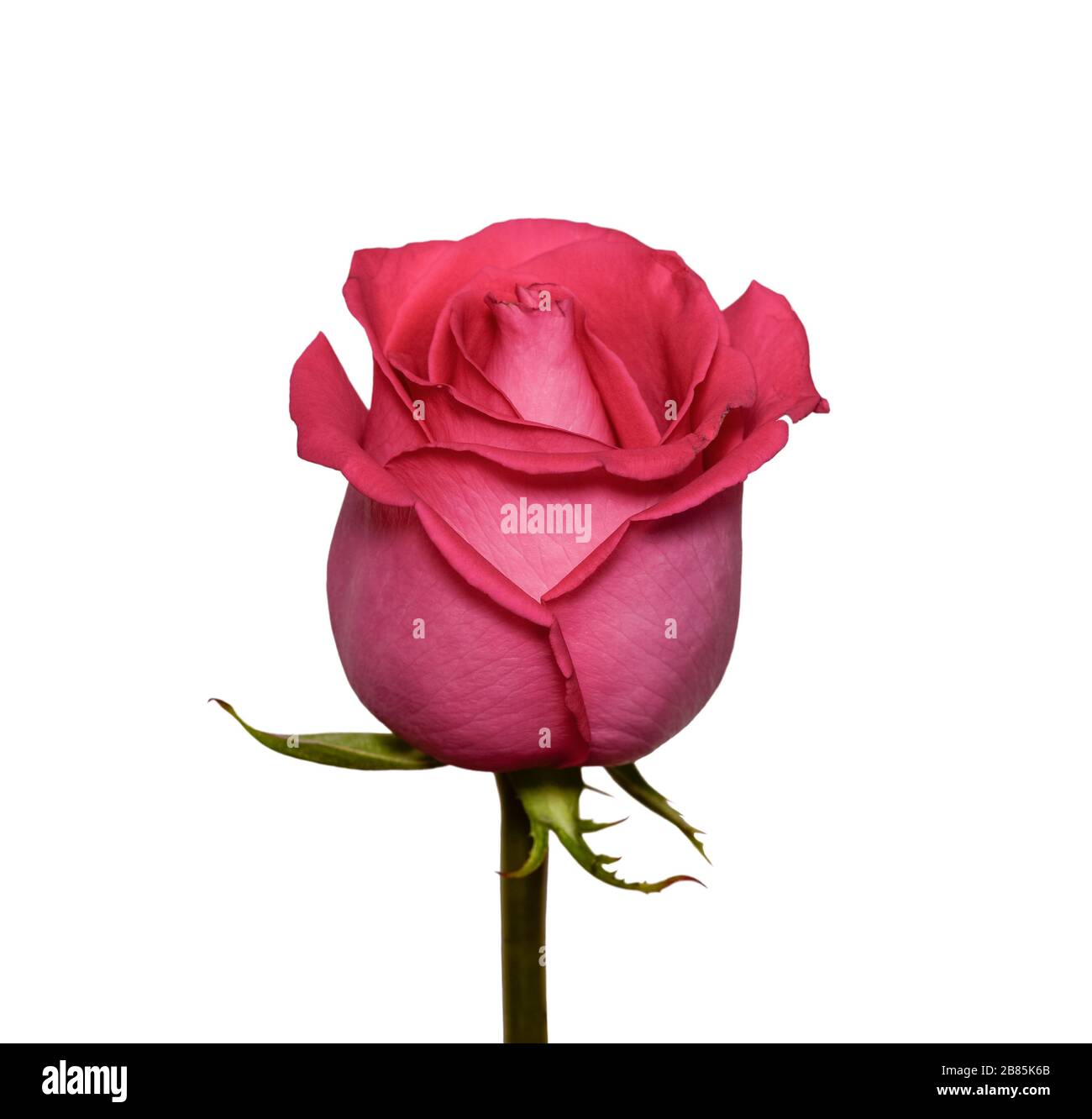 Rose head sale