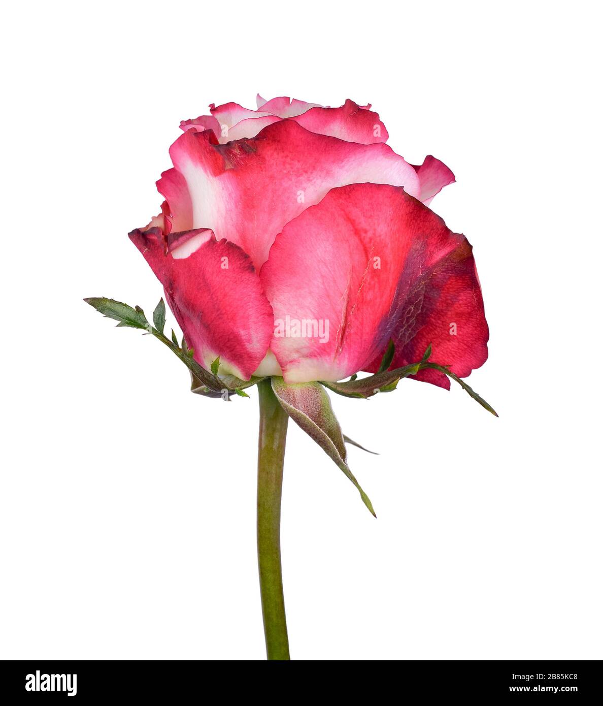 Beautiful pink and white rose close up. Tender rose branch isolated