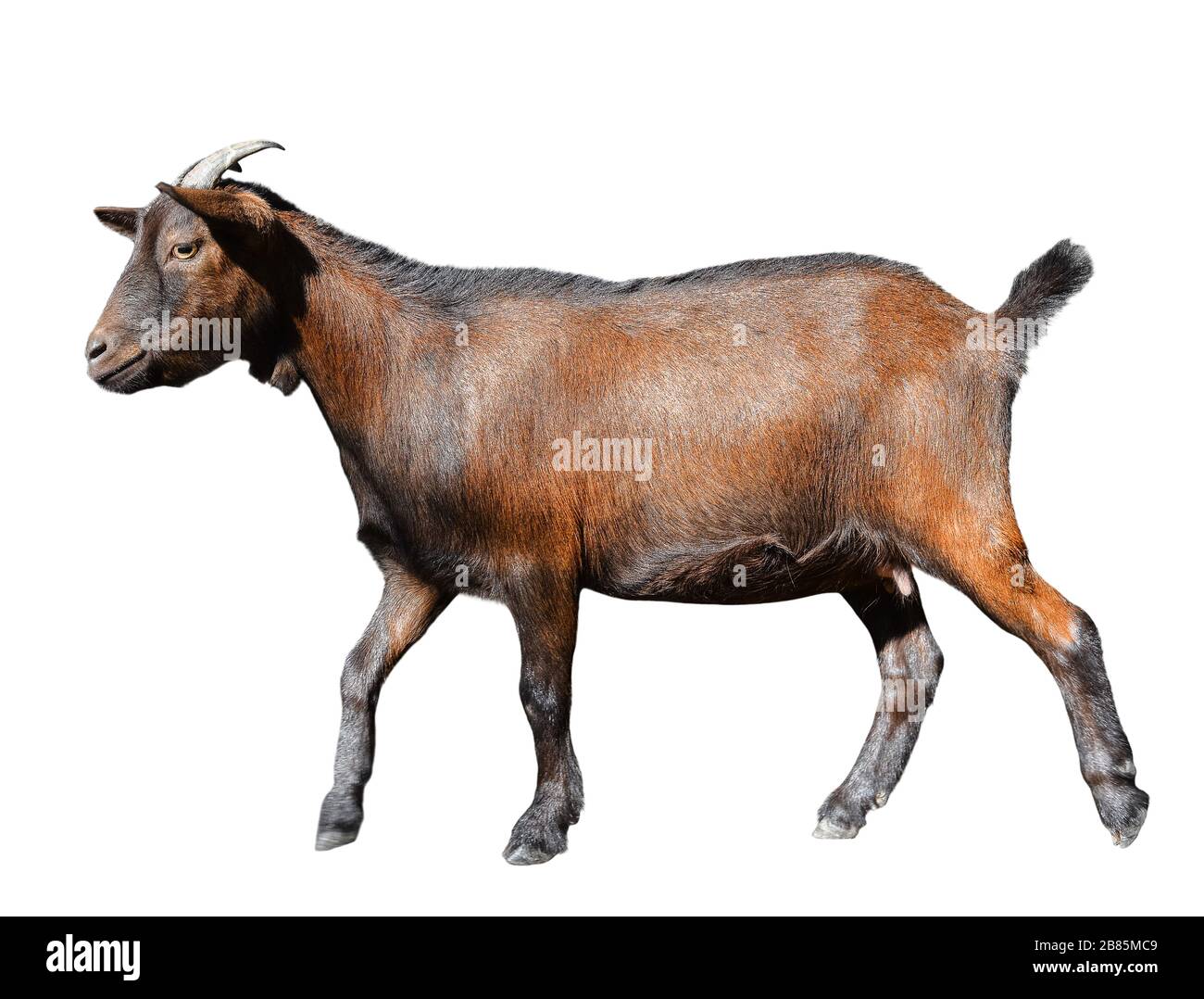 Goat standing full length isolated on white. Runnig funny female goat