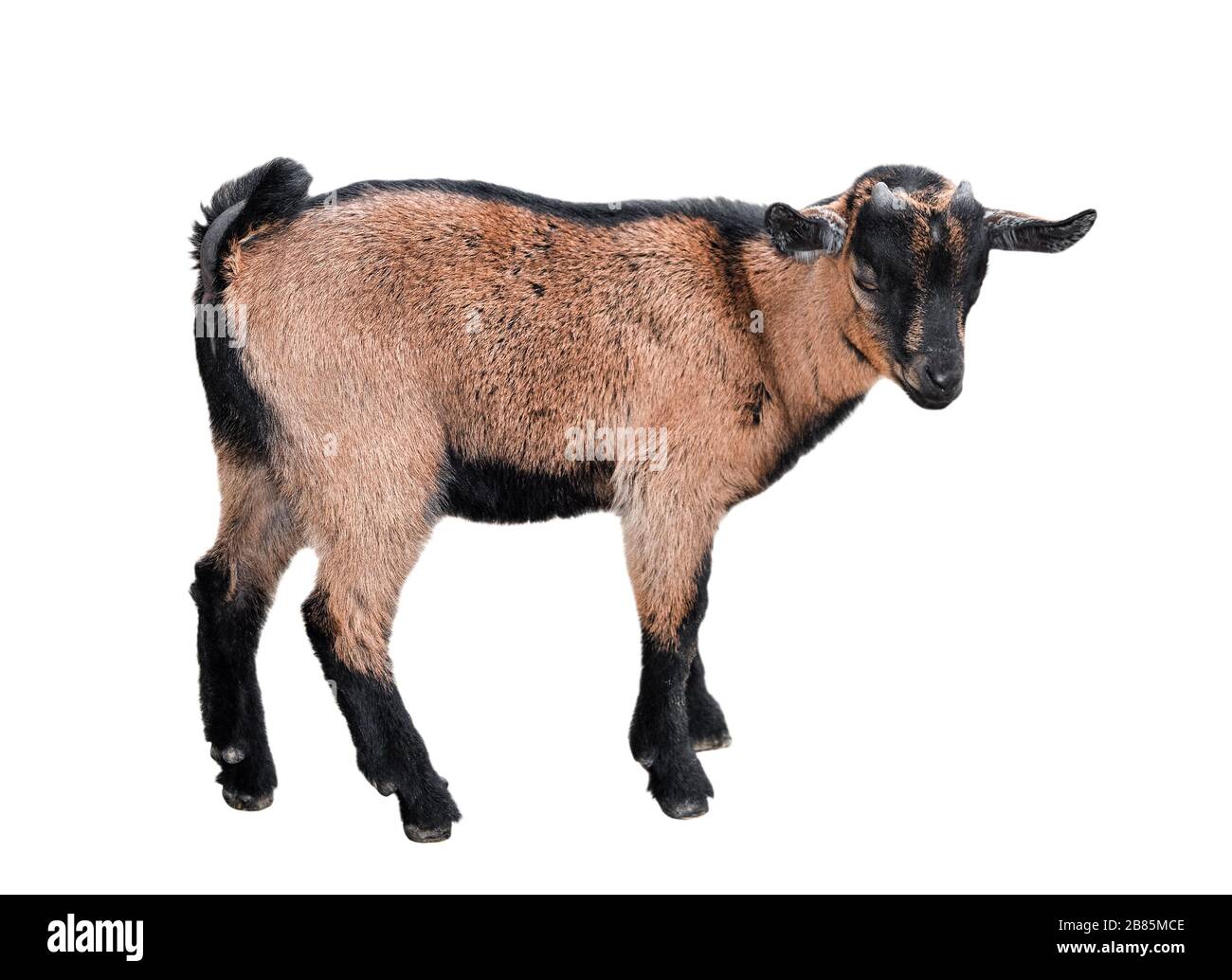 Goat standing full length isolated on white. Funny female goat kid