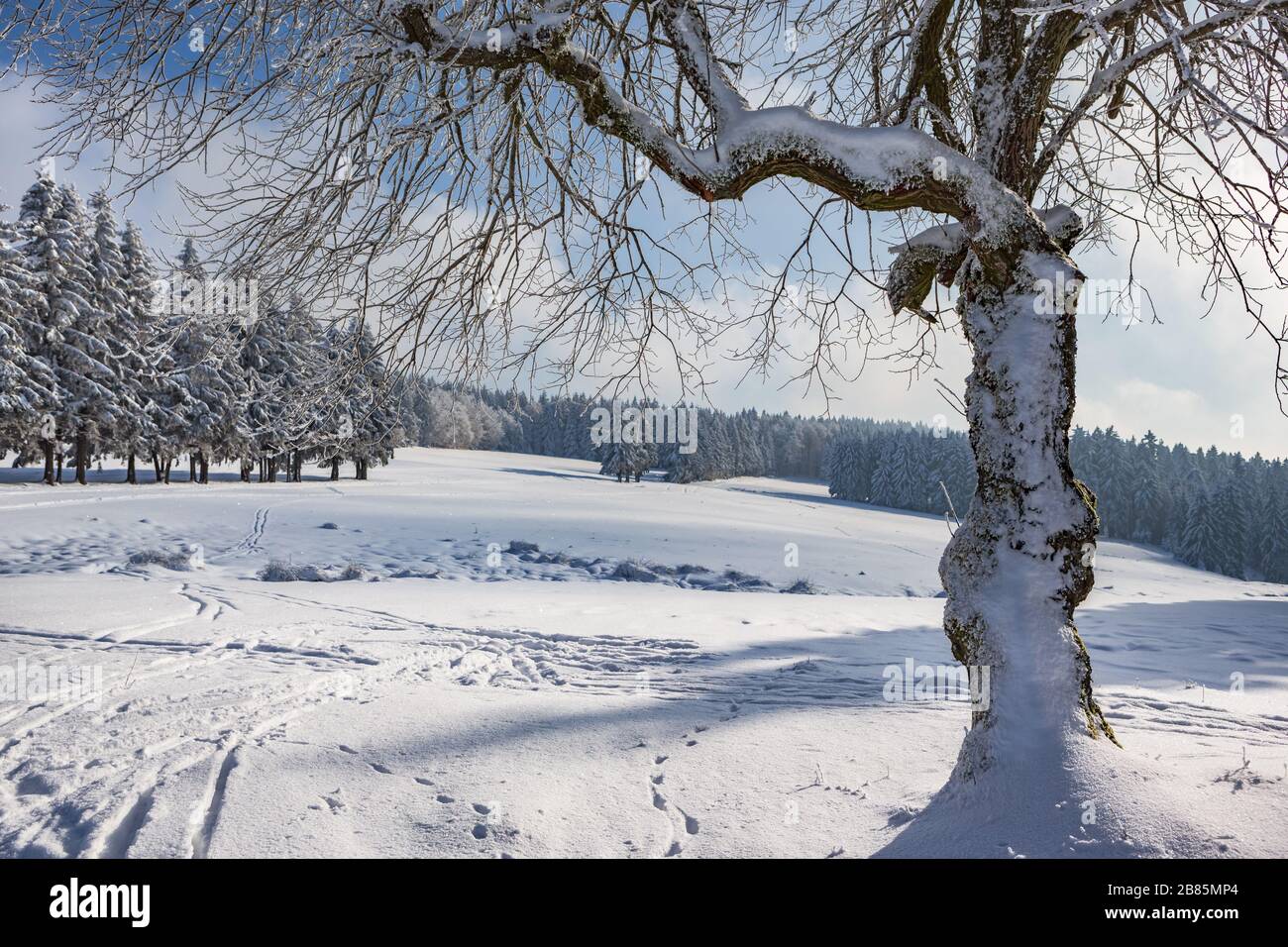 Wintry forest with skiing trail in Germany Stock Photo