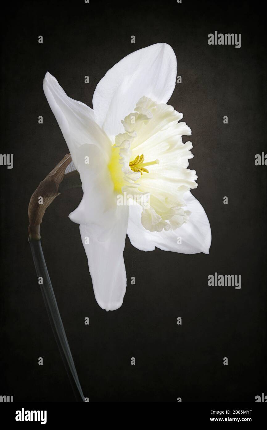White daffodil on textured background Stock Photo