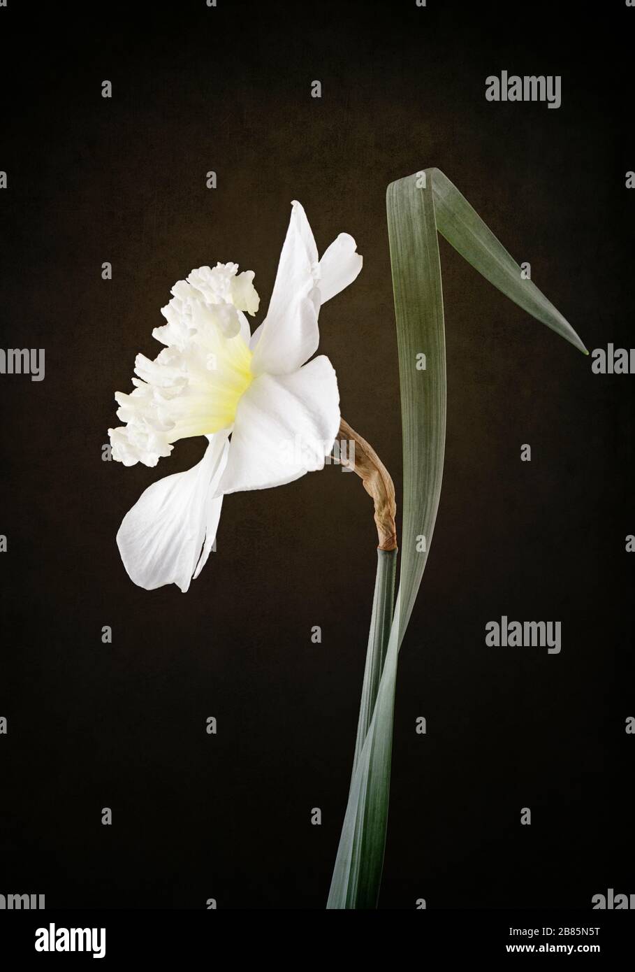 White daffodil on textured background Stock Photo