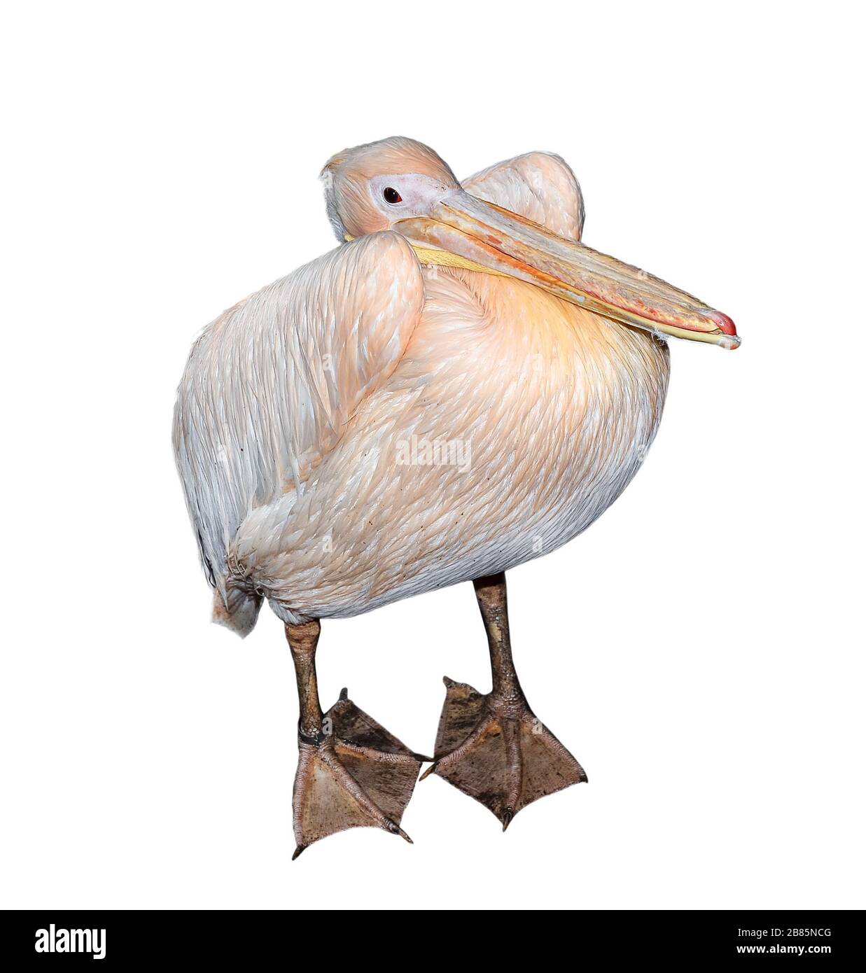 Big beautiful pink pelican isolated on white. Funny cute zoo bird pelican. Pelican - large water bird that eat fish. Stock Photo