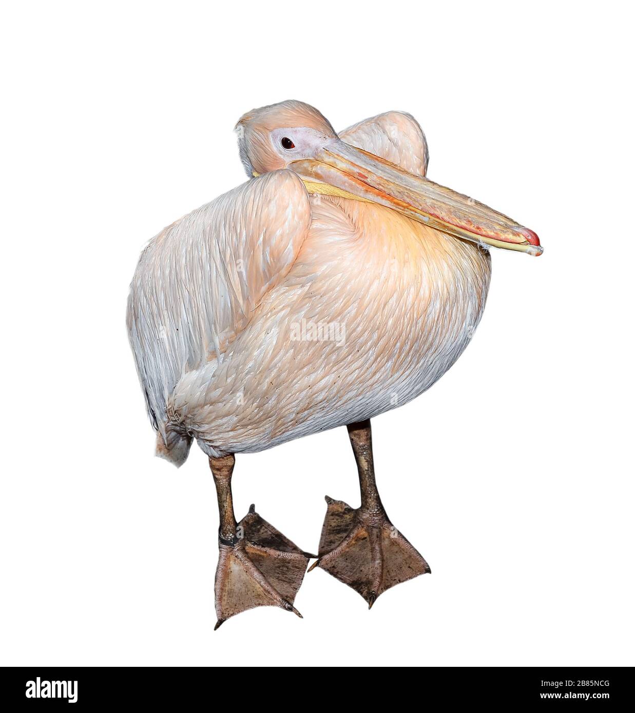 What a funny bird is the pelican