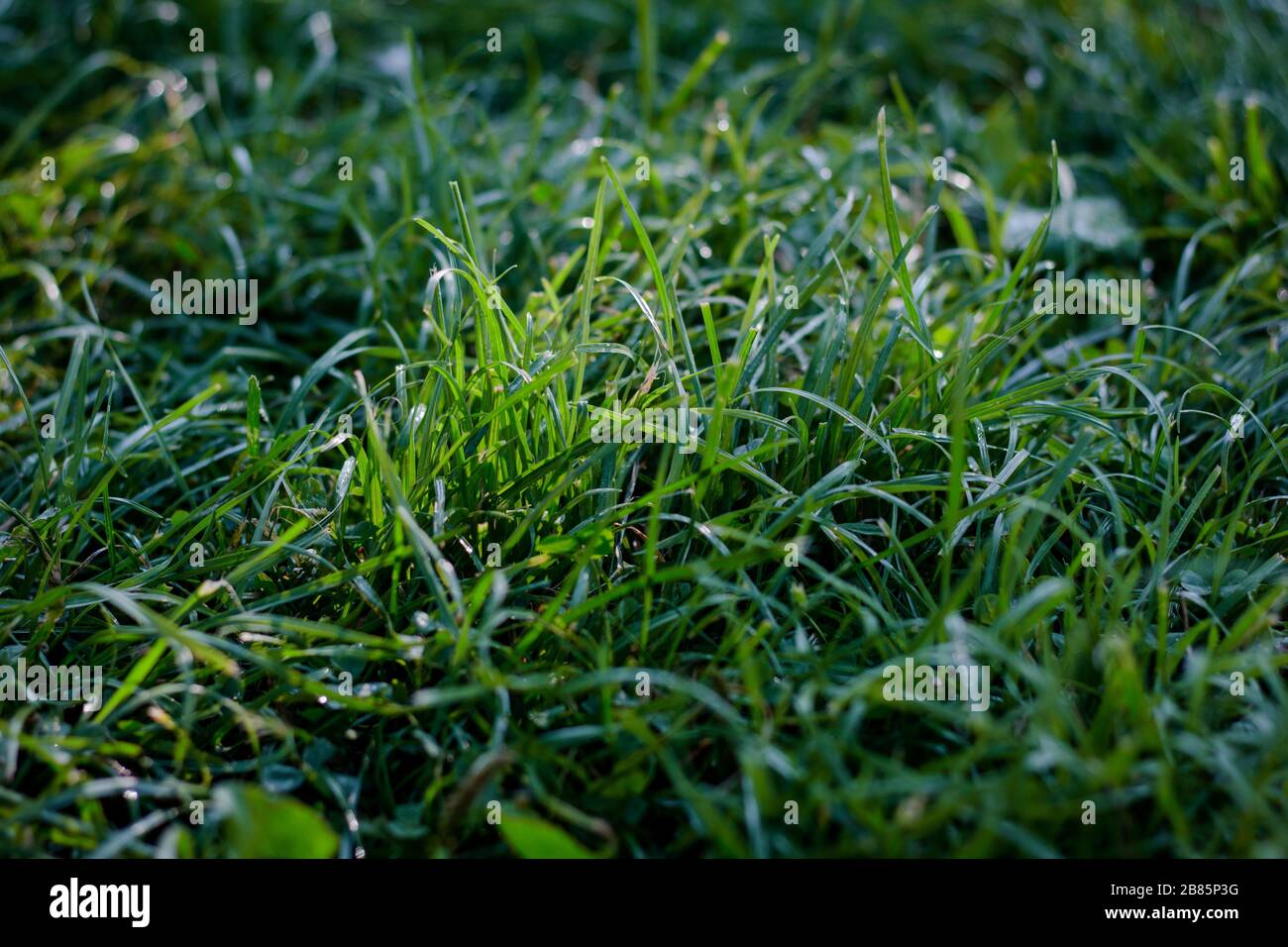 Green grass background with dew drops at park Stock Photo - Alamy