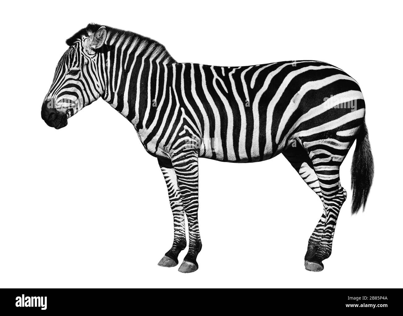 Young beautiful zebra isolated on white background. Zebra close up. Zebra  cutout full length. Zoo animals Stock Photo - Alamy