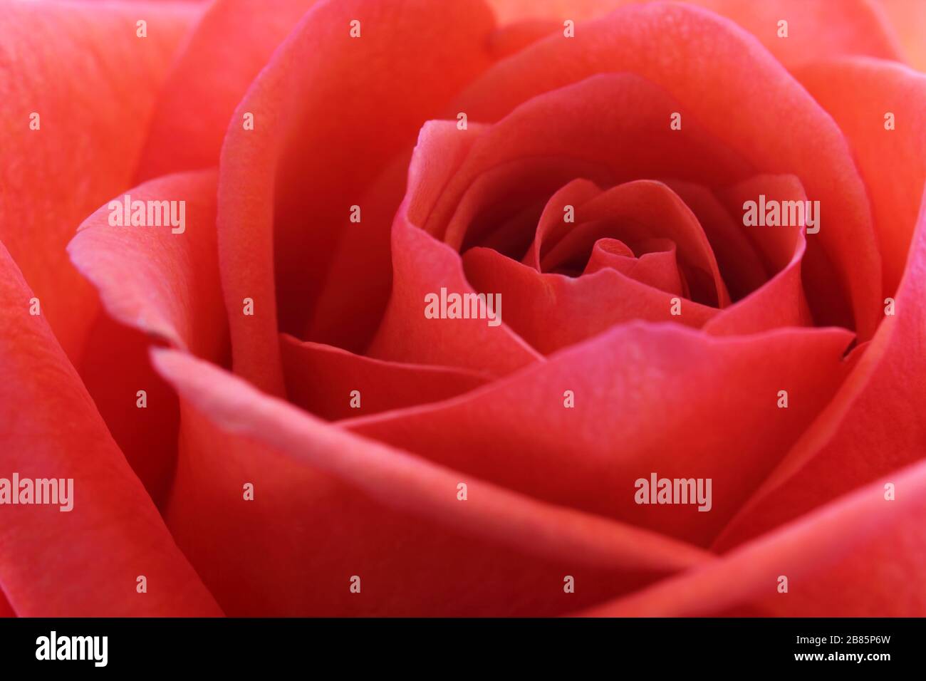 Close up of a lovely tender red rose (Rosaceae). Germany Stock Photo