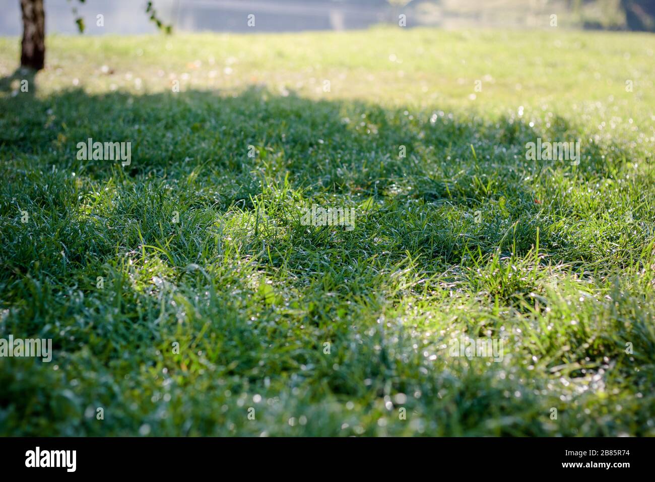 Green grass background with dew drops at park Stock Photo - Alamy